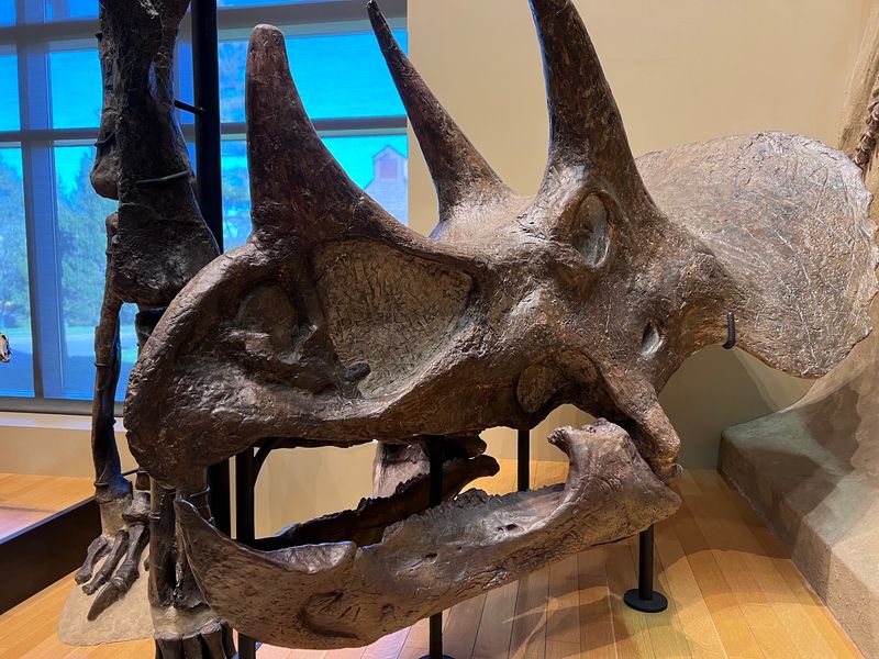 A T-Rex Skull and a Triceratops Head
