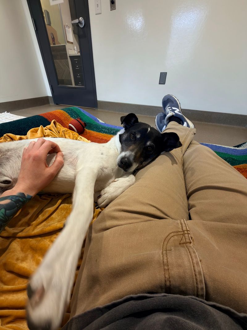 A Tennessee Mission Built Around Dogs Others Often Overlook A Tennessee Mission Built Around Dogs Others Often Overlook