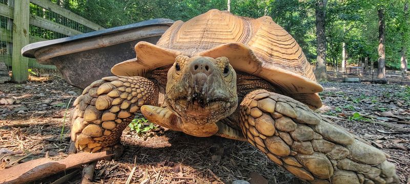 A Tortoise Named Tank Has Seen More Birthdays Than Most Visitors