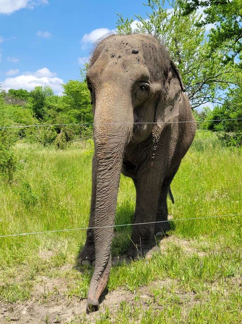 A Trunk-Sized Reason to Drive South A Trunk-Sized Reason to Drive South