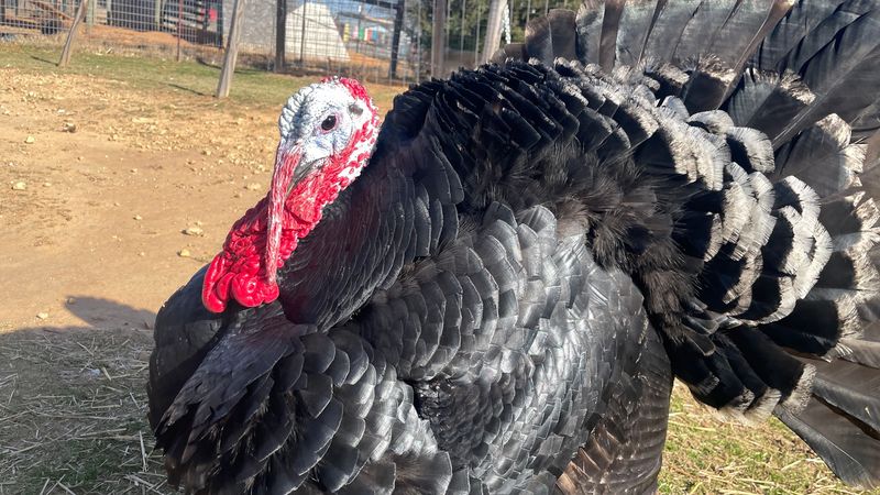A Turkey Escort and Barnyard Friends A Turkey Escort and Barnyard Friends