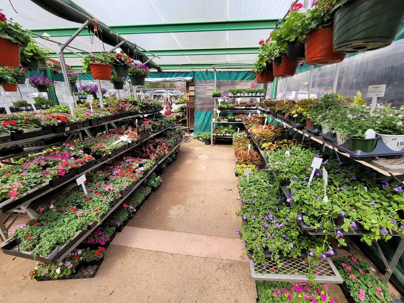 A Wall-to-Wall Plant Selection That Beats the Search A Wall-to-Wall Plant Selection That Beats the Search