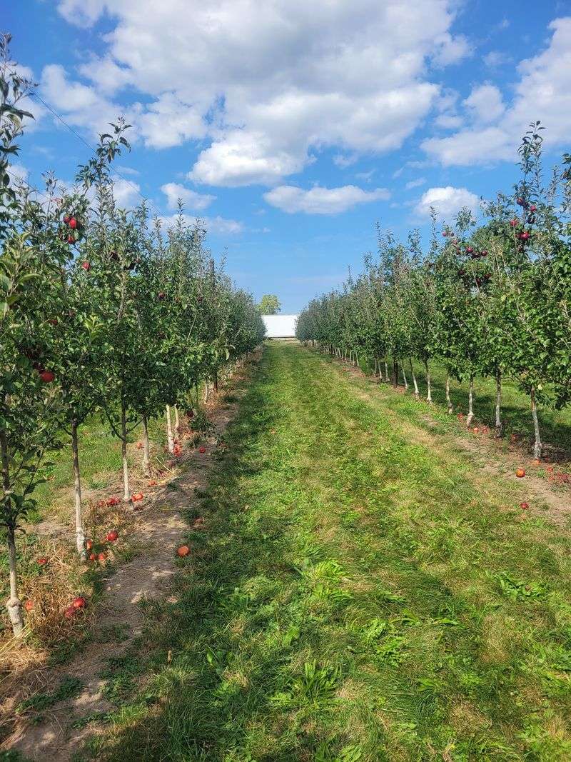 A Wedding Gift Turned Into Two Centuries Of Apples A Wedding Gift Turned Into Two Centuries Of Apples