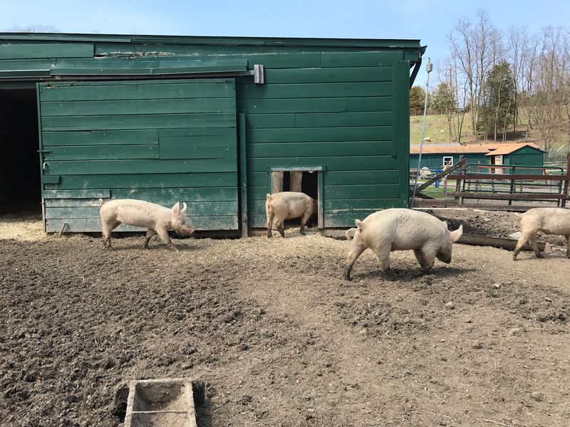 A Weekend Farm Off Old Stage Road
