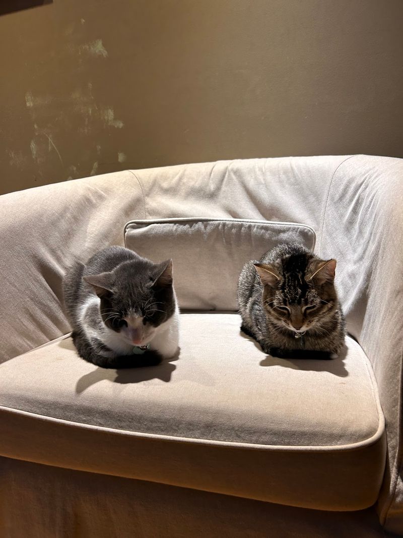 A Welcoming Setting With Cats First A Welcoming Setting With Cats First