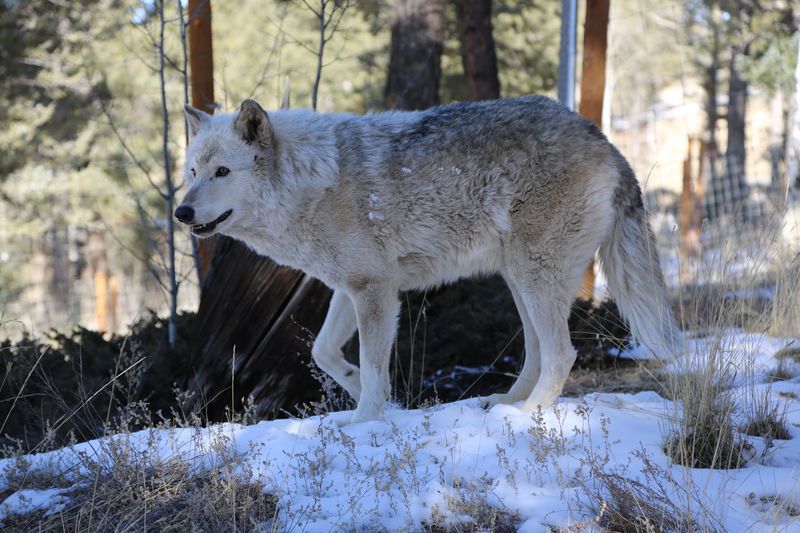 A Wolf Refuge in the Hills Near Divide