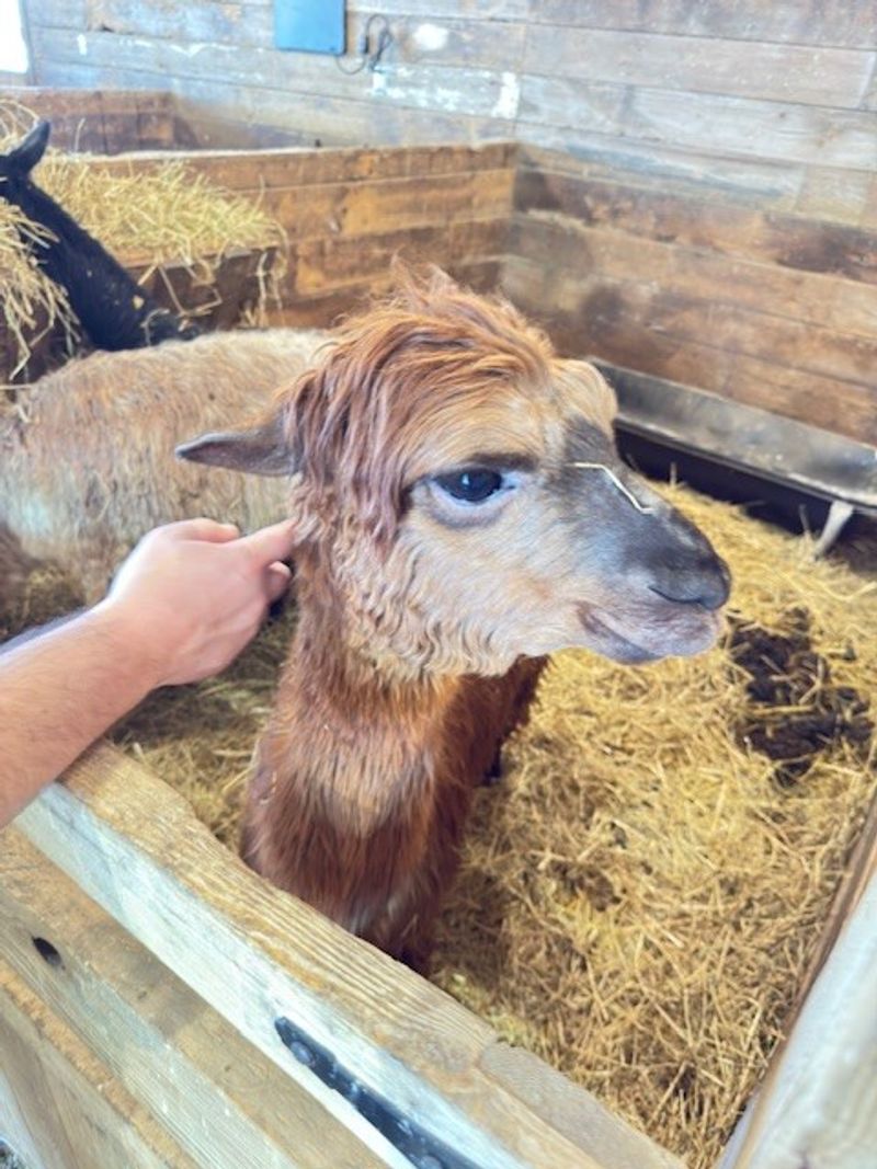Hephzibah Farms (Hebron) Hephzibah Farms (Hebron)