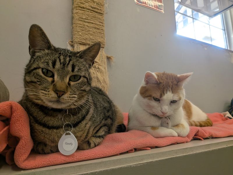 Every Cat Here Is Waiting for a Home