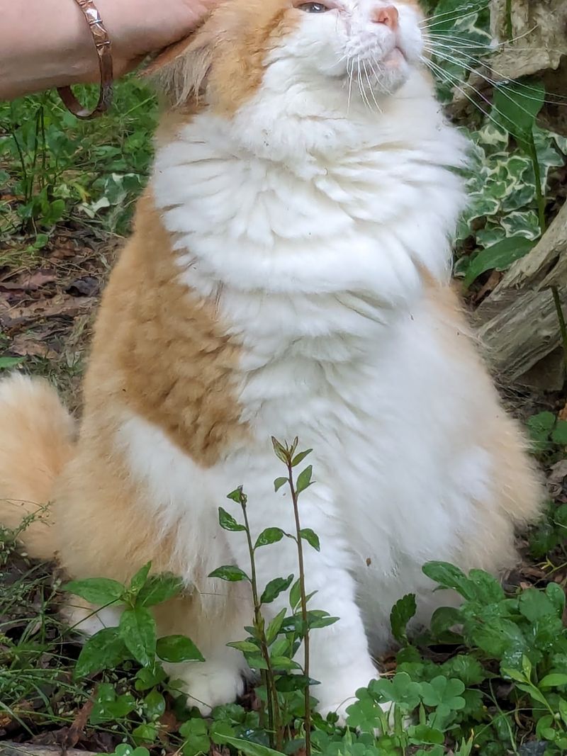 Adoption, From First Meeting to Forever Home