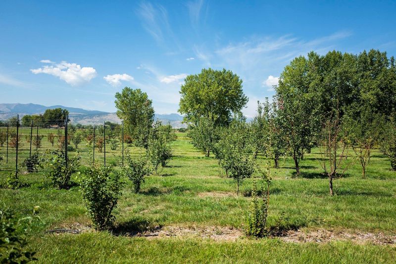 An 8-Acre Orchard on Ute Highway