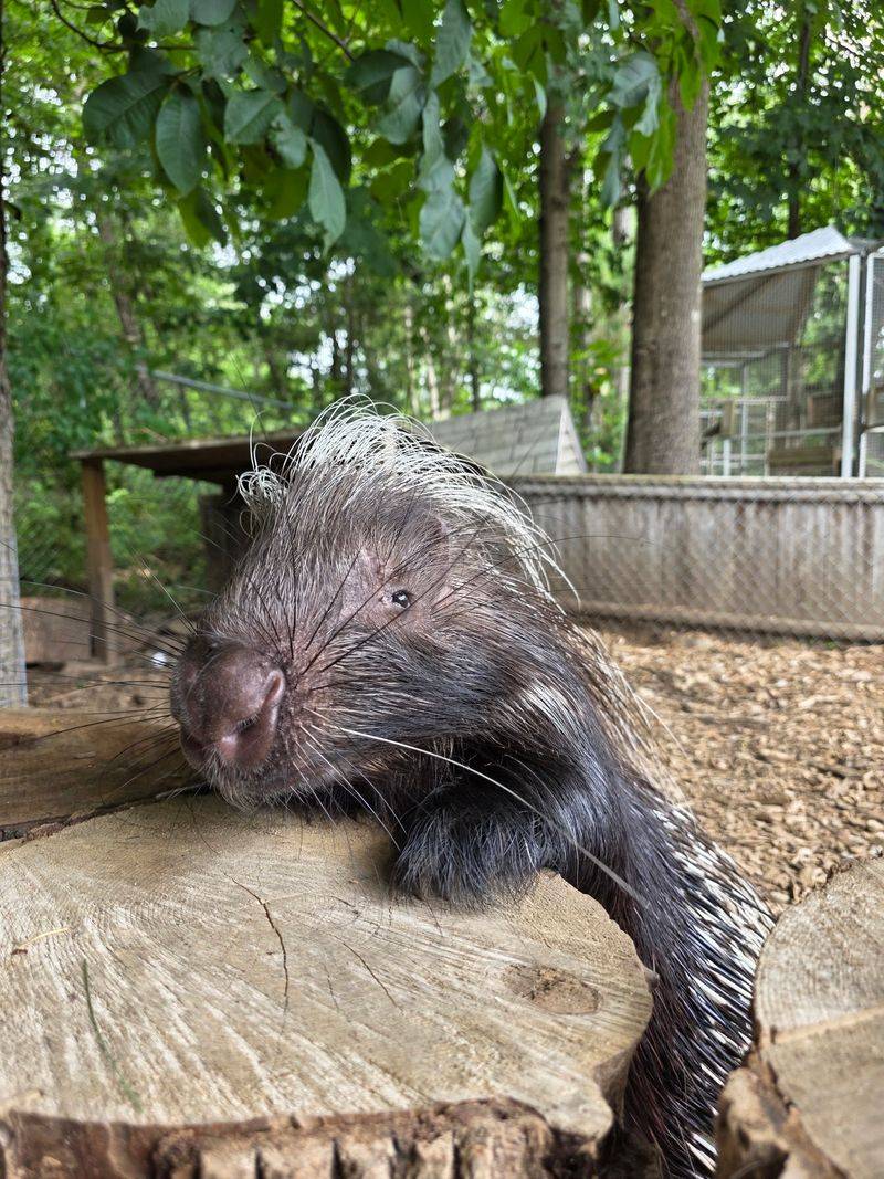 An Animal Mix Beyond the Main Attraction