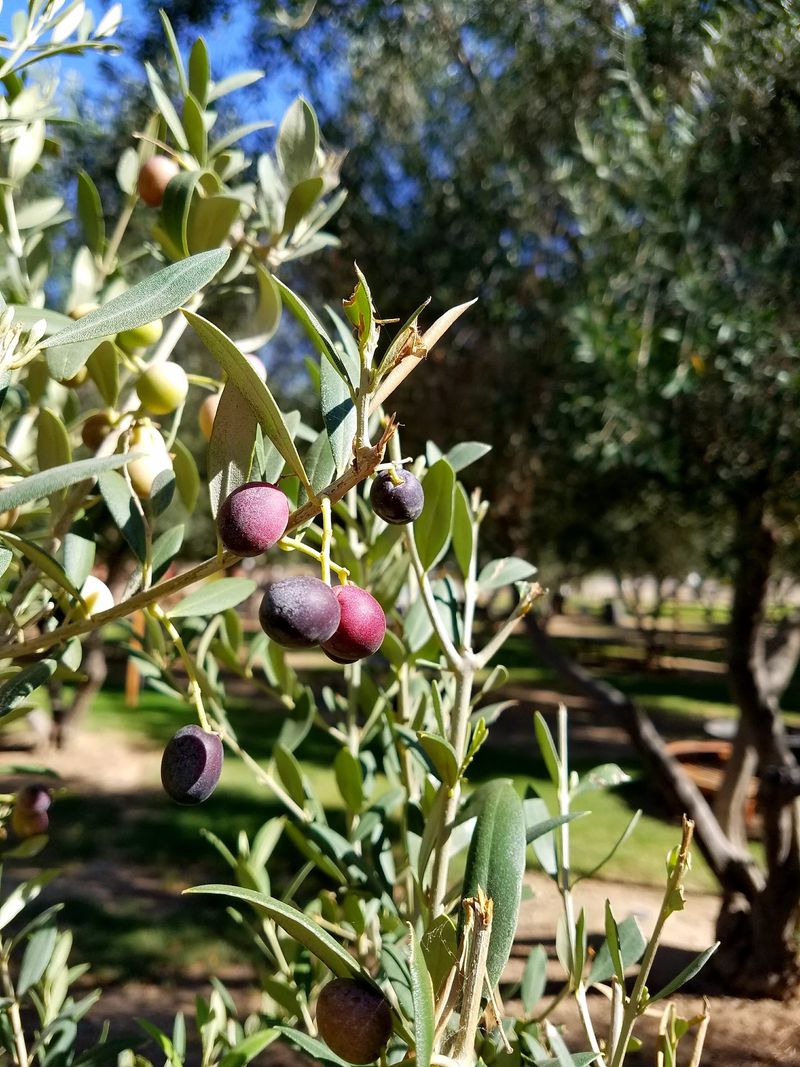 An Olive Grove on Meridian Road