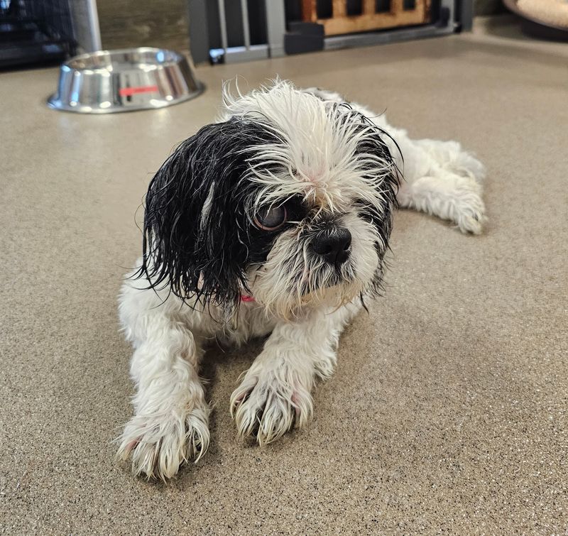 An On-Site Veterinary Clinic Provides Essential Lifelong Care An On-Site Veterinary Clinic Provides Essential Lifelong Care