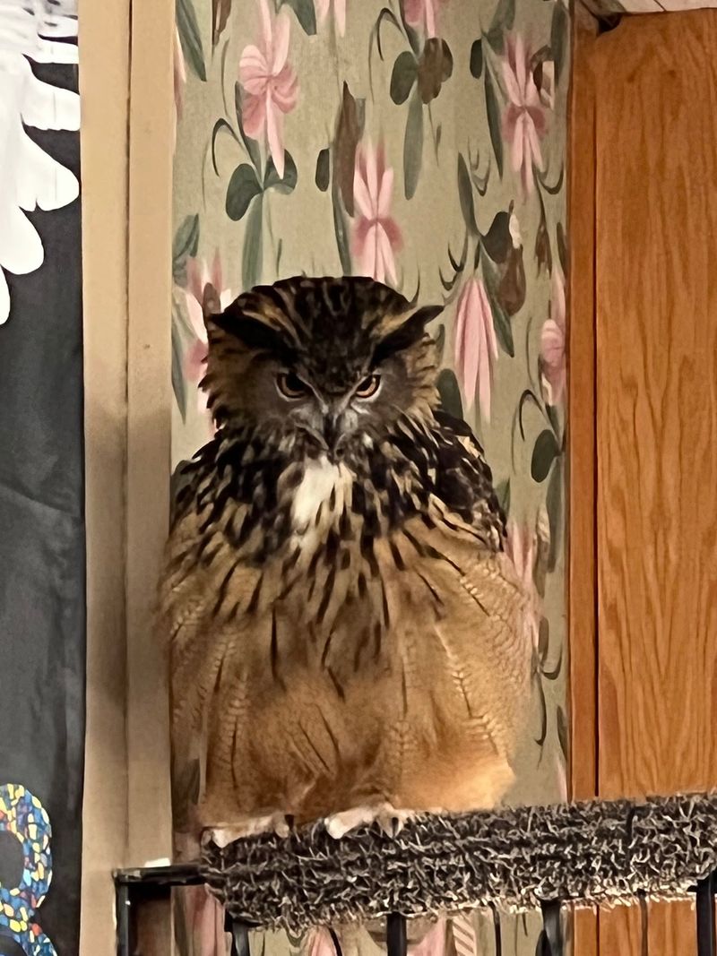 An Owl-Focused Detour Worth Considering An Owl-Focused Detour Worth Considering