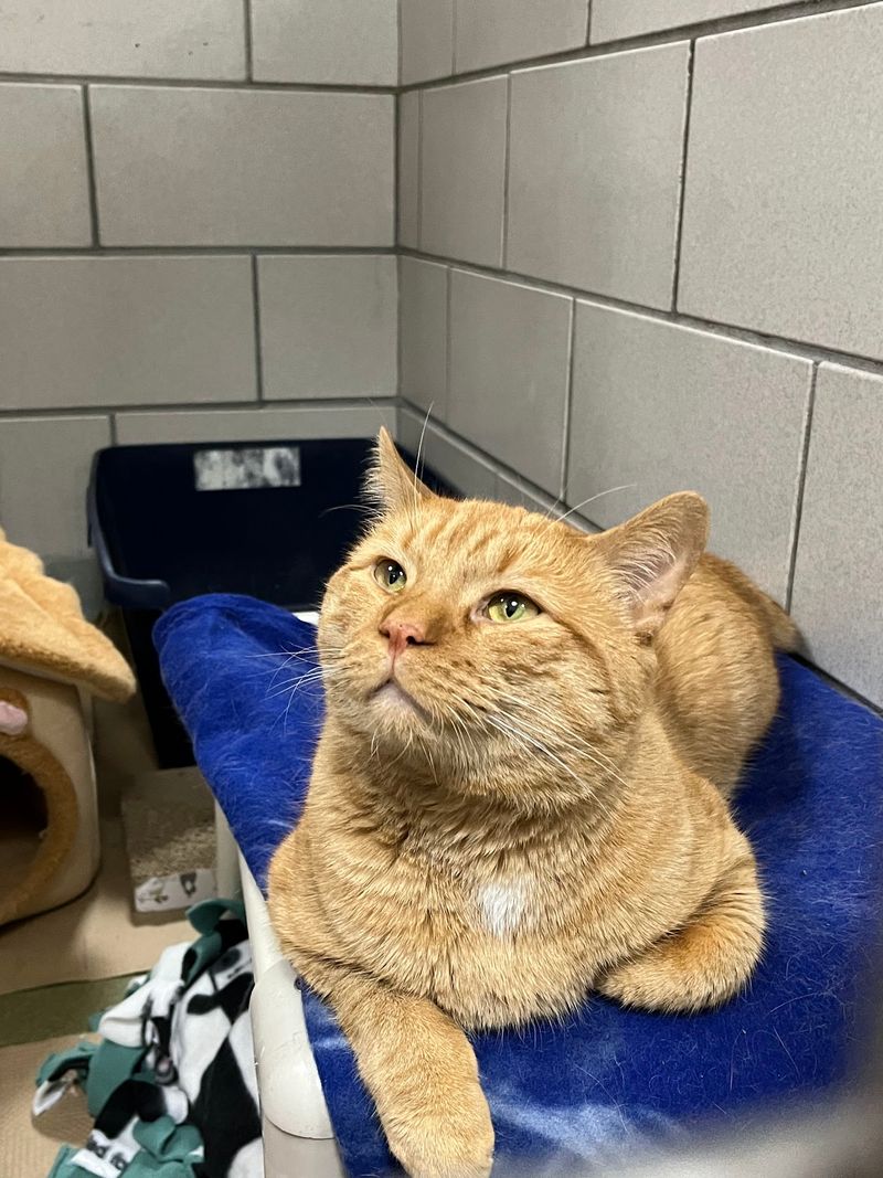 Animal Rescue League Of Boston - Boston Animal Rescue League Of Boston - Boston