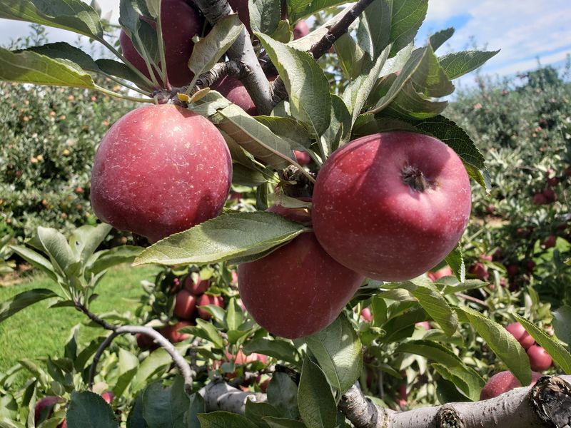 Apple Picking and the Tasting Table