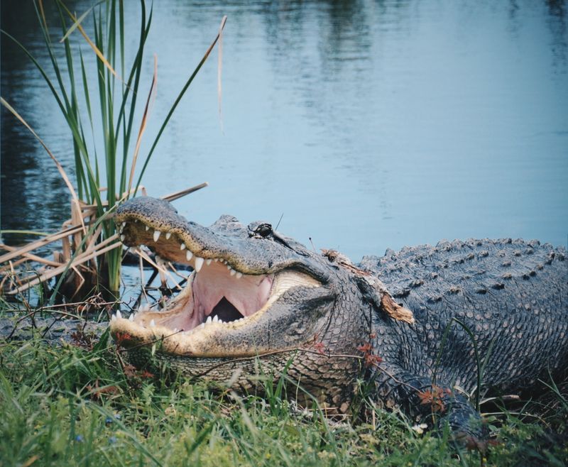 Aransas National Wildlife Refuge