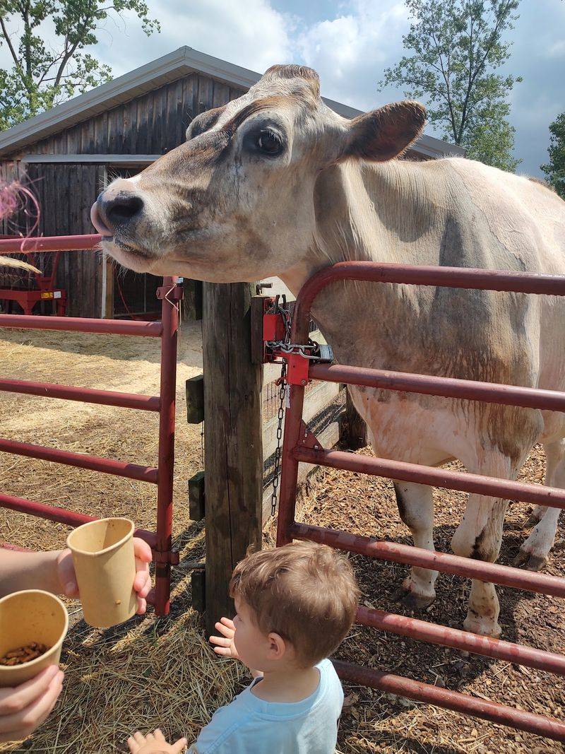 Asha’s Farm Sanctuary, Newfane, NY Asha’s Farm Sanctuary, Newfane, NY