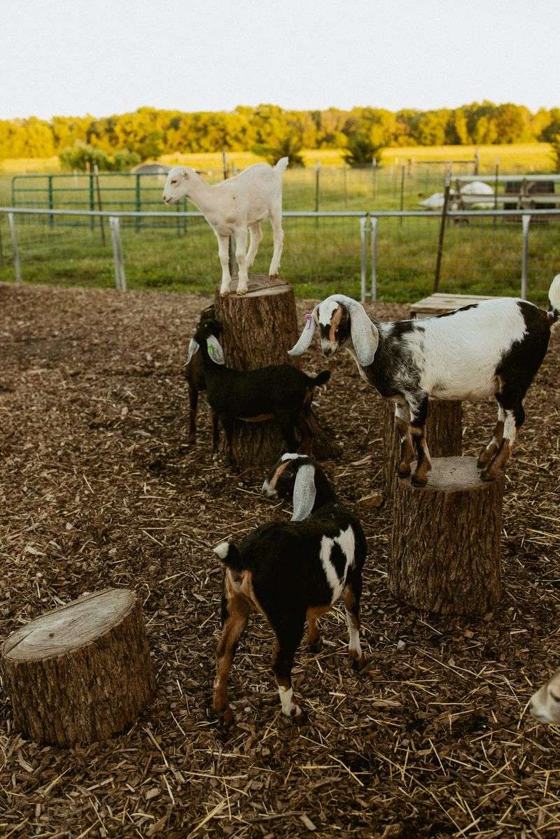 Meet the Herd Behind Every Wheel of Chevre Meet the Herd Behind Every Wheel of Chevre