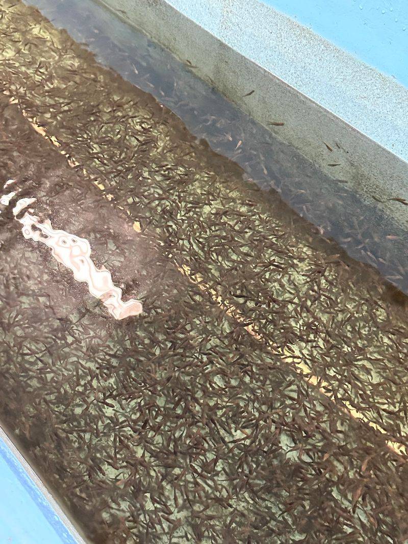 Baby Trout Will Steal the Spotlight