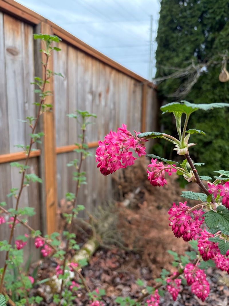 Backyard Habitat Certification Program