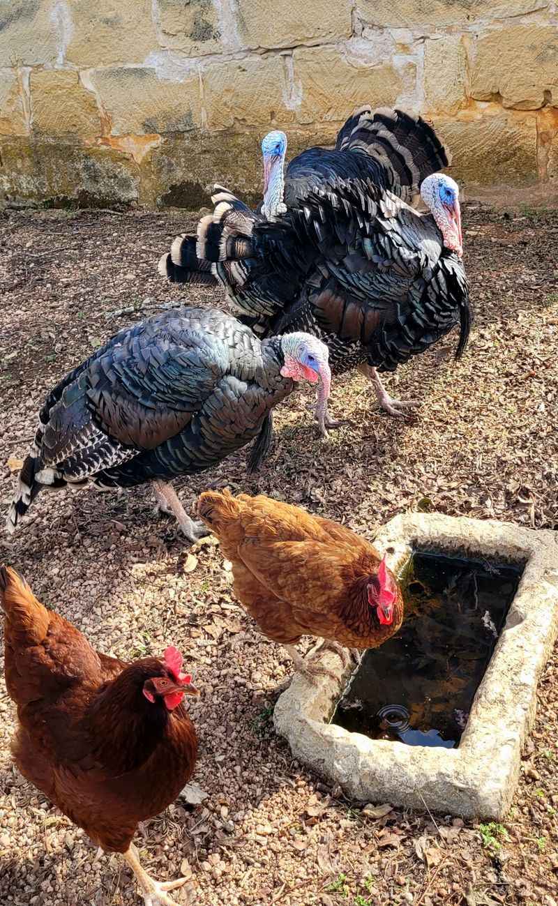 Barnyard Residents With Real Jobs