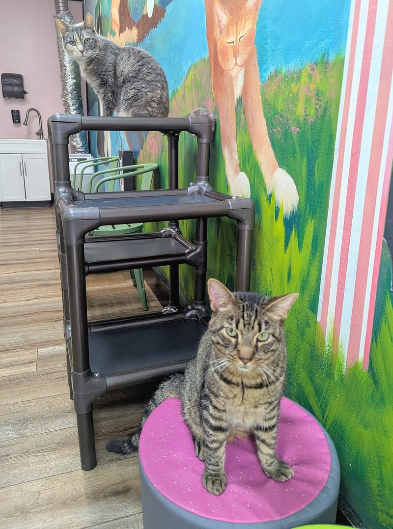 Beans Cat Cafe, Beacon, NY Beans Cat Cafe, Beacon, NY