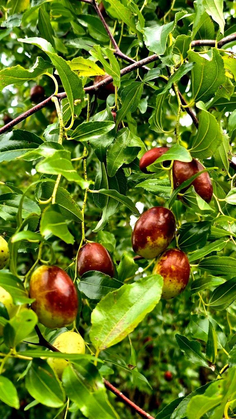 Berries, Jujubes, and Other Surprises Berries, Jujubes, and Other Surprises