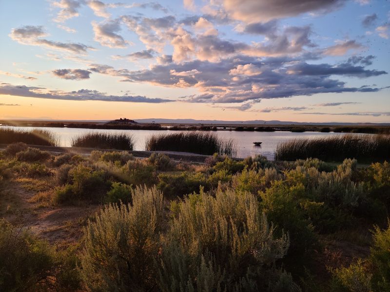 Birds, Wildlife and Desert Calm Birds, Wildlife and Desert Calm