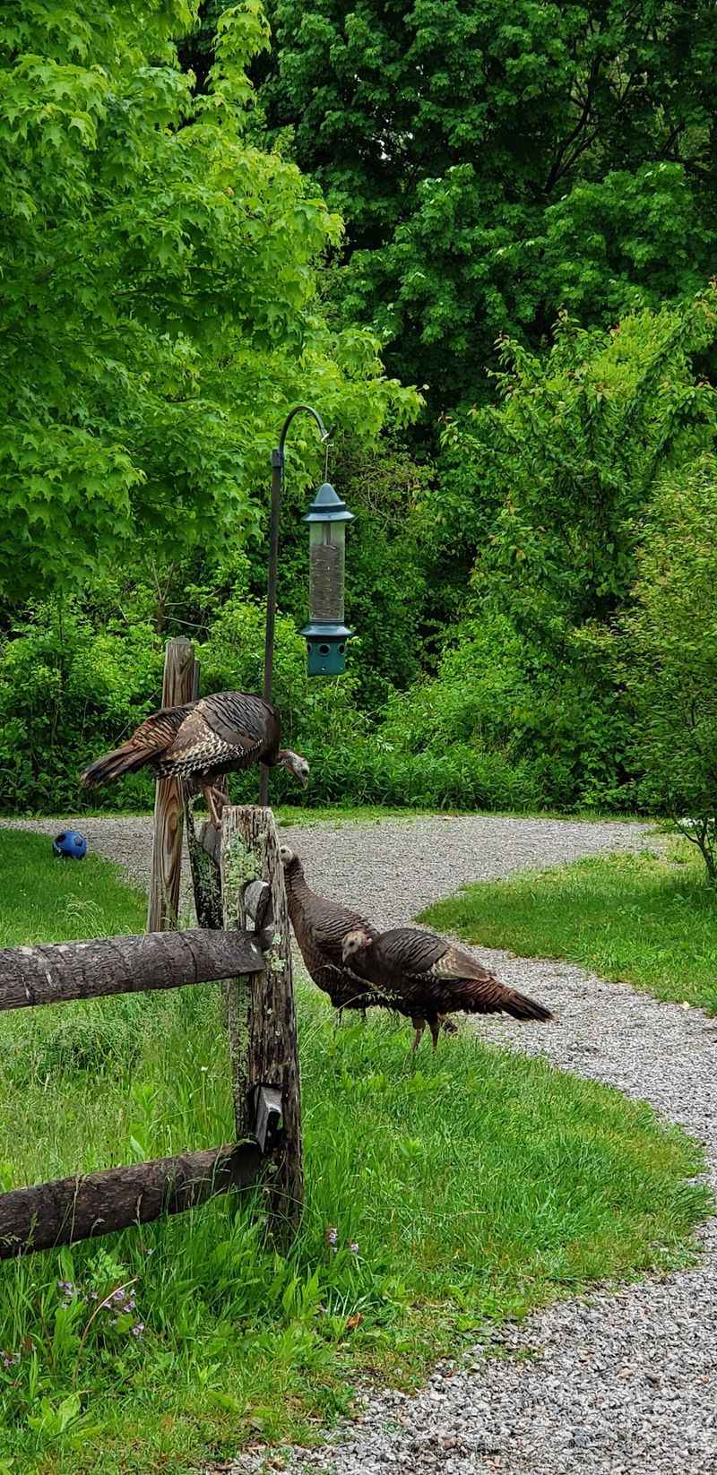 Birdwatching Starts Before You Know the Bird Names