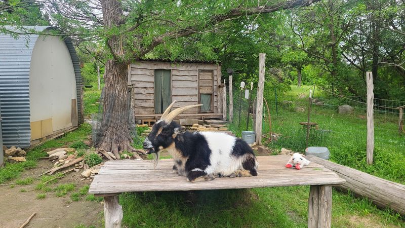 Biscuit the Goat and the Barnyard Crew Biscuit the Goat and the Barnyard Crew