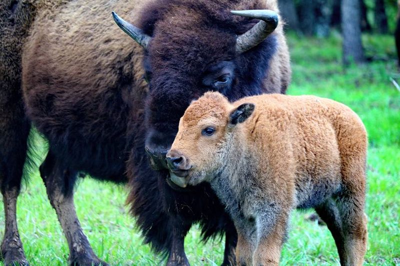 Bison Along the Scenic Drive