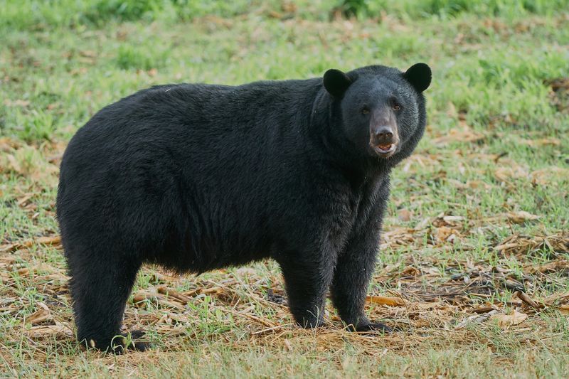 Black Bears in the Back Country Black Bears in the Back Country