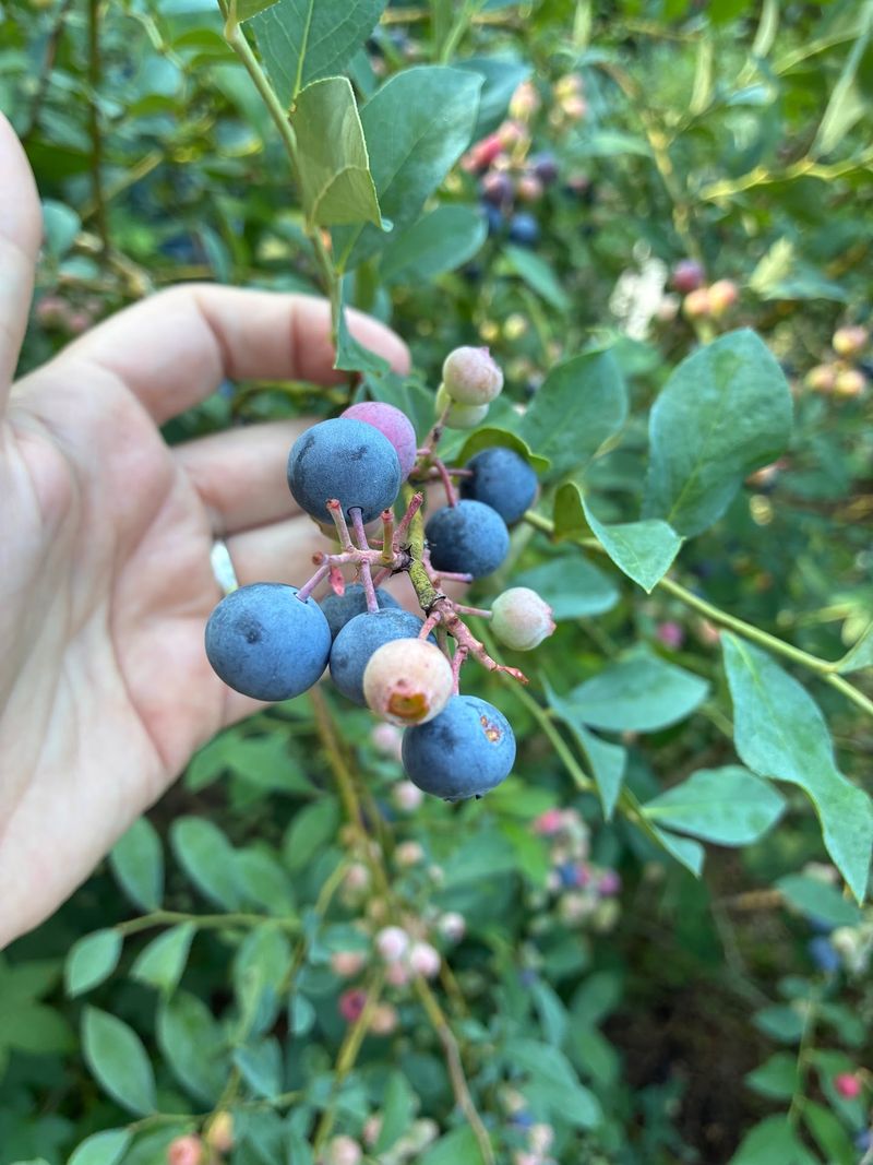 Blueberry Rows Made for Snacking