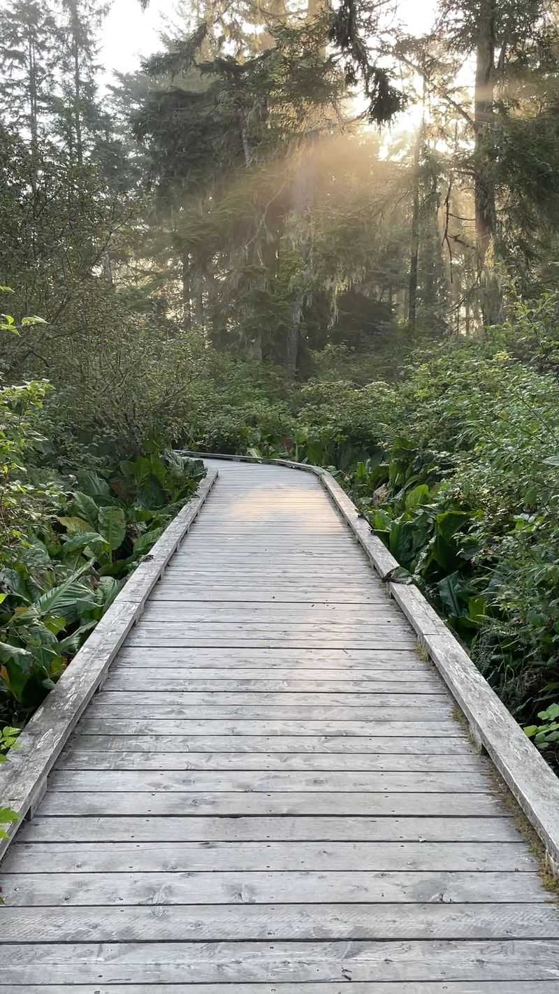 Boards Built Above the Wetland