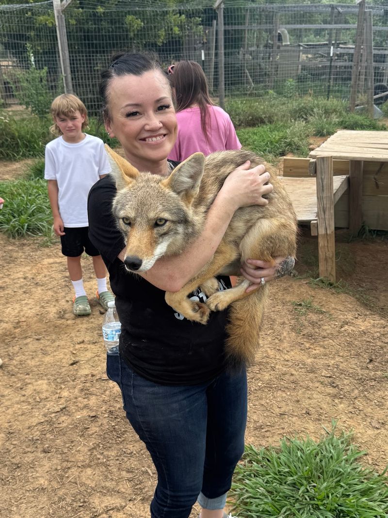 Bobcats, Coyotes and Other Wild Cards Bobcats, Coyotes and Other Wild Cards