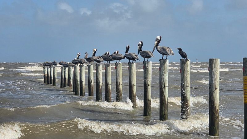 Bolivar Flats Shorebird Sanctuary Bolivar Flats Shorebird Sanctuary