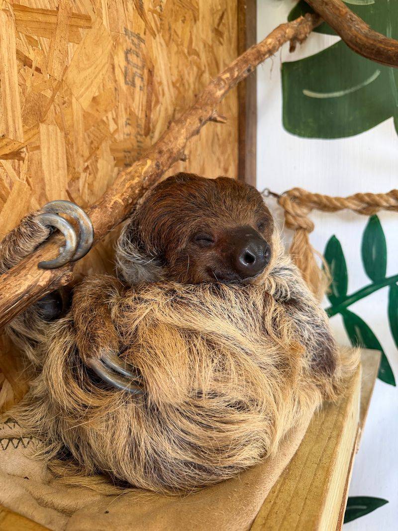 Book the Sloth Encounter Before It Fills Your Dreams Book the Sloth Encounter Before It Fills Your Dreams