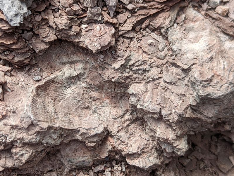 Brachiopods, Bryozoans, and Other Tiny Tenants Brachiopods, Bryozoans, and Other Tiny Tenants