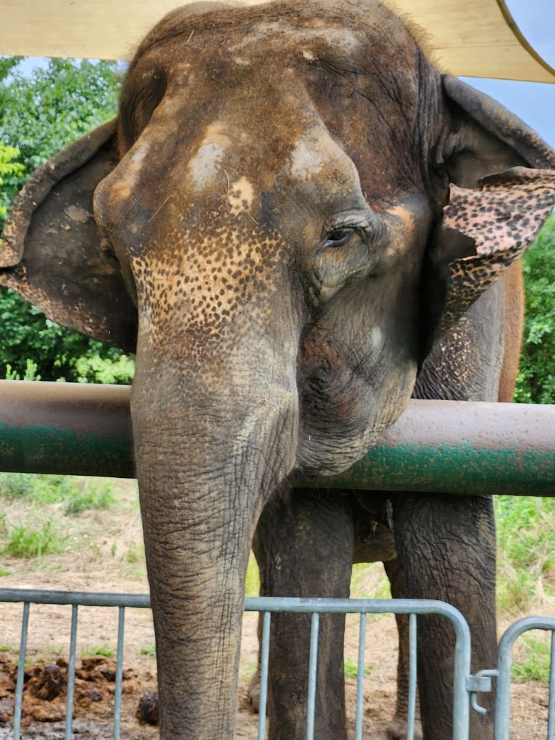 Breakfast Served by a Trunk Breakfast Served by a Trunk
