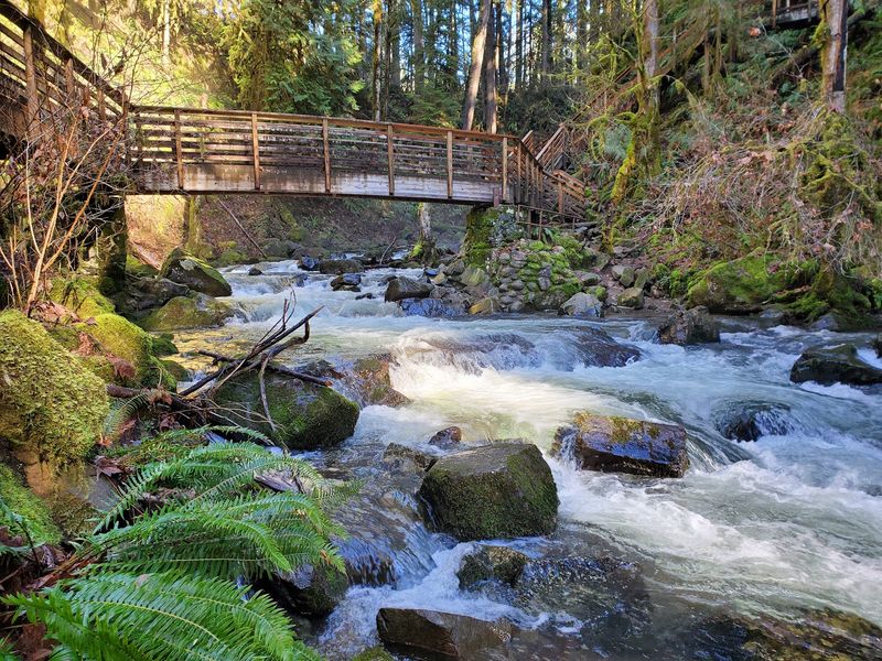 Bridges, Forest, and Springtime Blooms Bridges, Forest, and Springtime Blooms