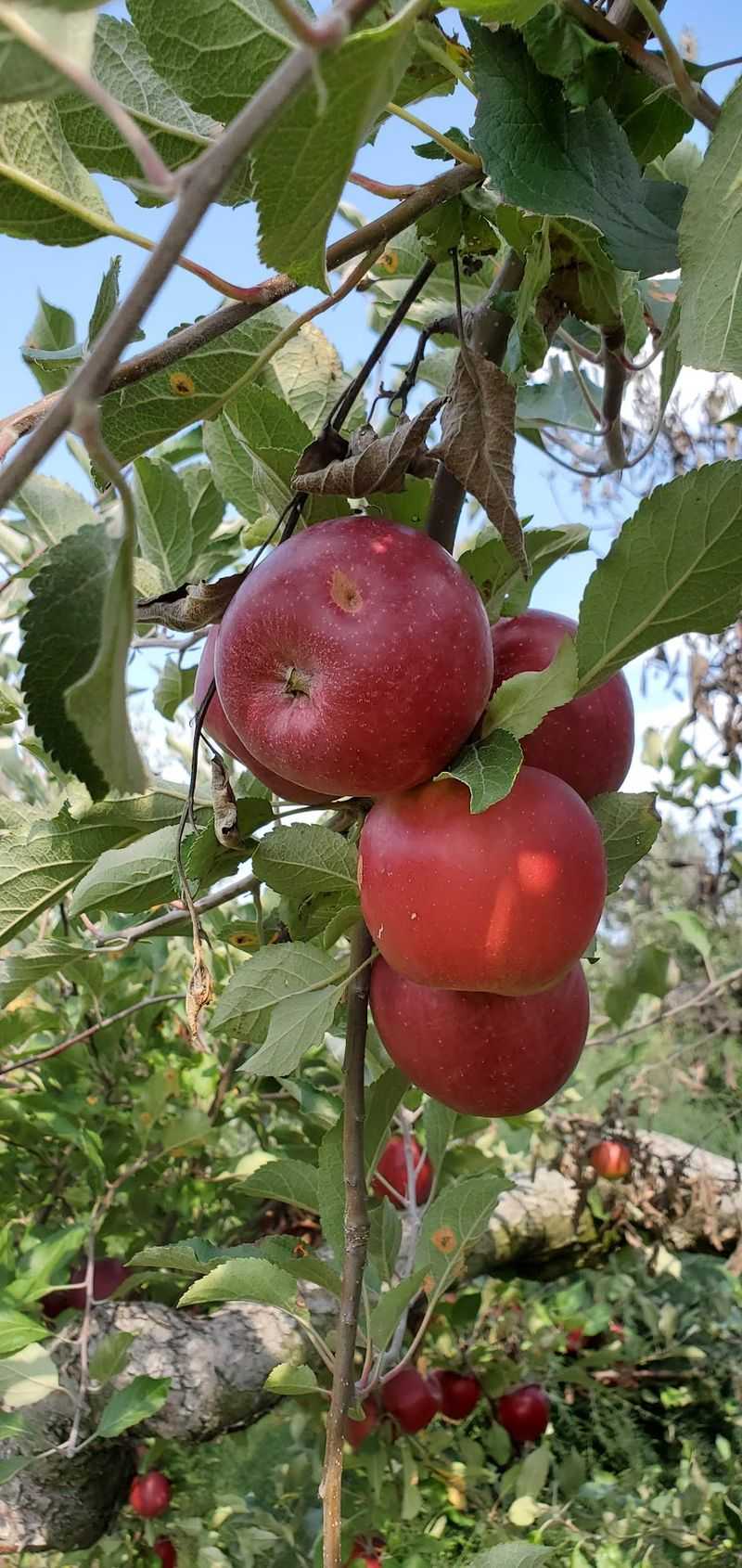 Bring A Bag And Let The Apple Hunt Begin Bring A Bag And Let The Apple Hunt Begin