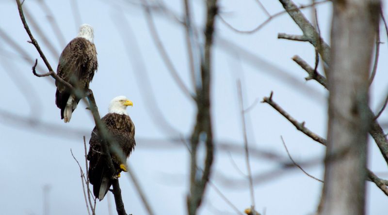 Bring Binoculars for the Park's Wildest Moments