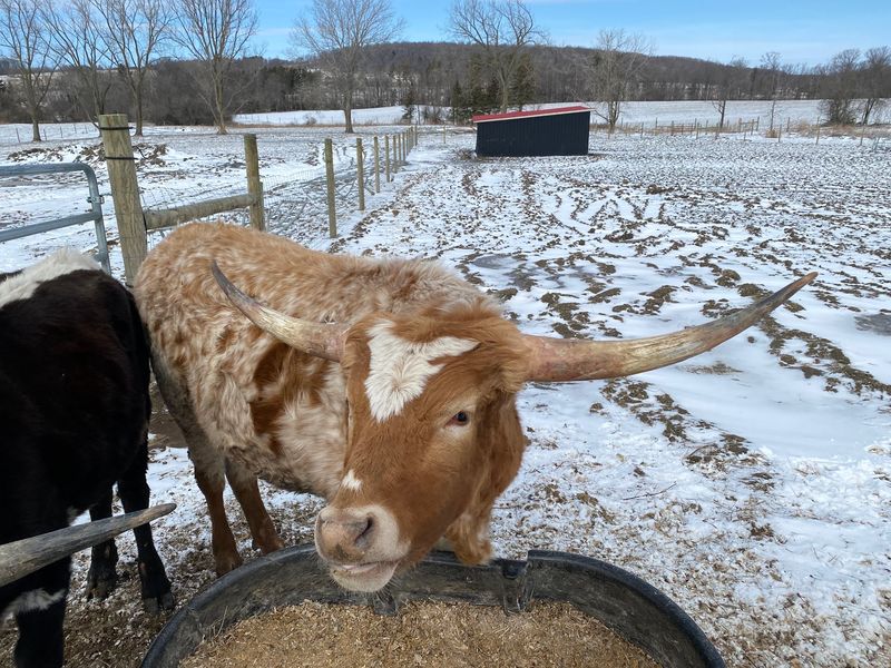 Buffalo Bend Animal Sanctuary, Skaneateles, NY