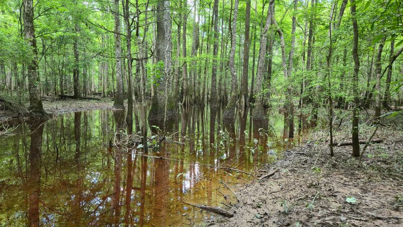 Bugs, Mud, and Smart Packing Bugs, Mud, and Smart Packing