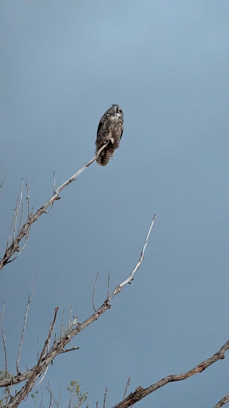 Buzzards at Sundown