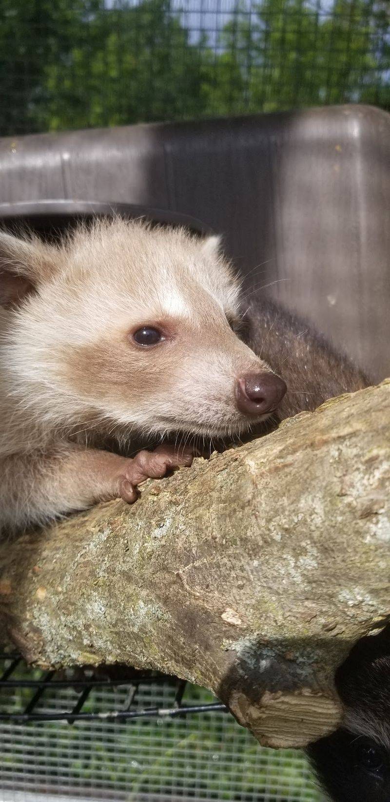 Found a Baby Animal in Illinois? Call Before You Grab Found a Baby Animal in Illinois? Call Before You Grab