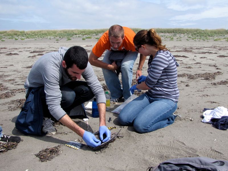 COASST Beached Bird Surveys