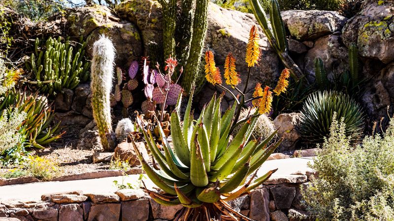 Cacti From Every Corner of the Globe