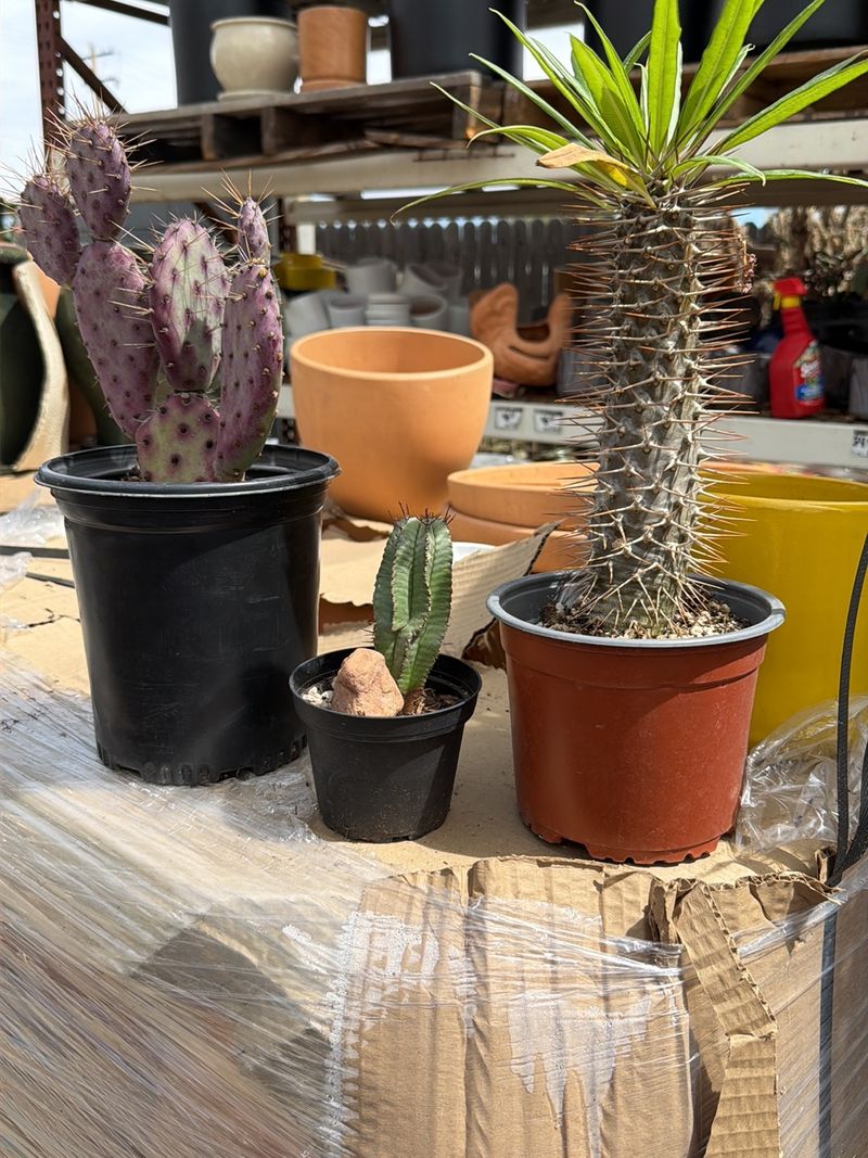 Cactus, Succulents and the Hard-to-Find Cactus, Succulents and the Hard-to-Find
